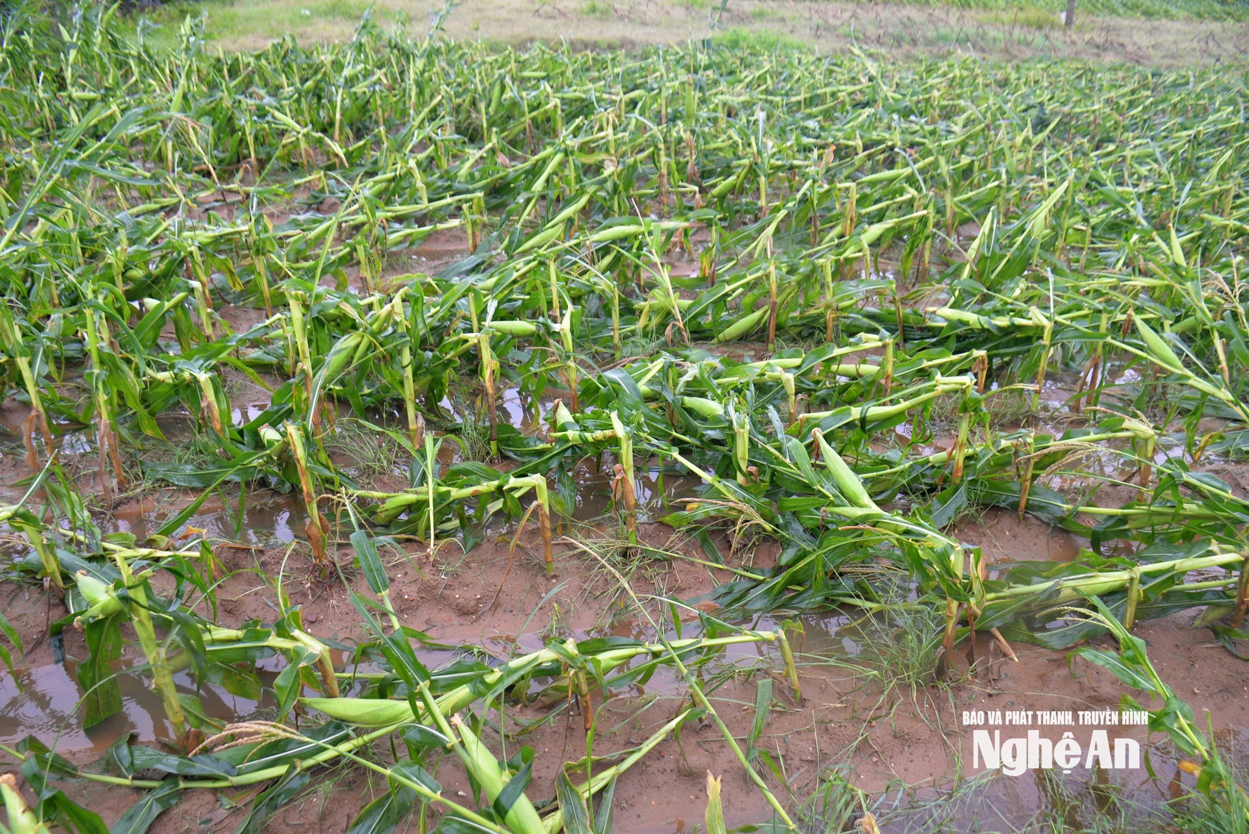 ពណ៌ផ្កា ១៣