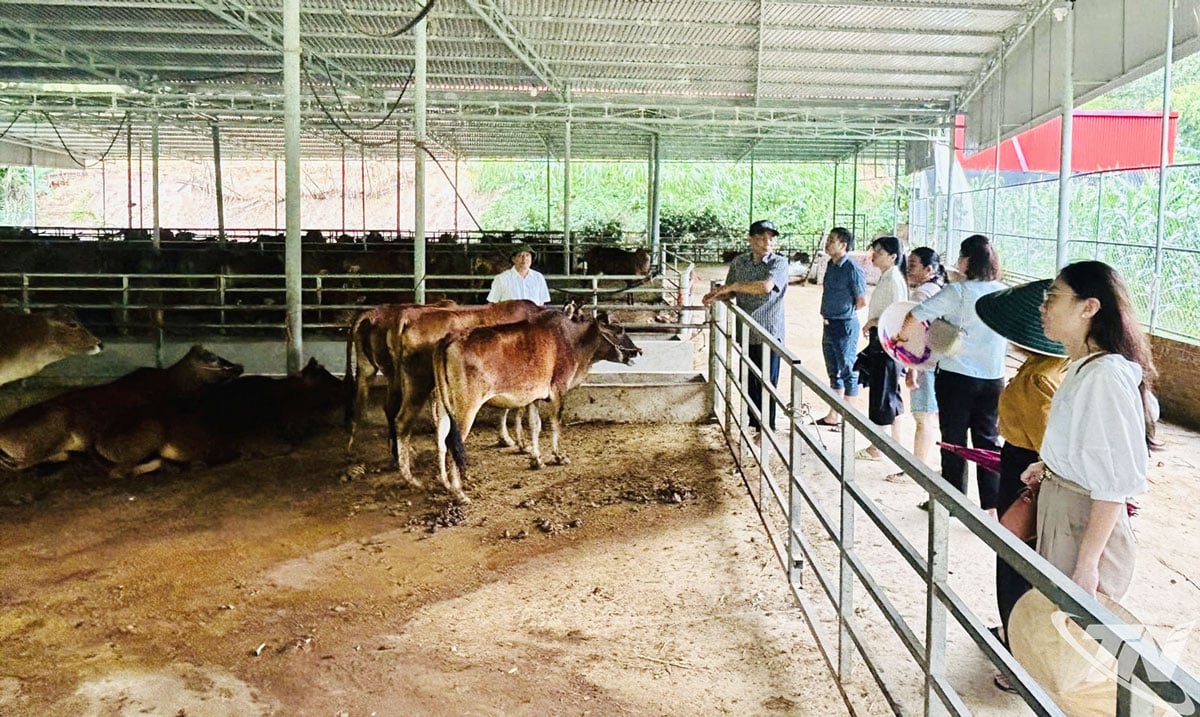 សម្ព័ន្ធសហករណ៍ខេត្ត Thai Nguyen បានចុះត្រួតពិនិត្យសហករណ៍ចិញ្ចឹមសត្វ Giang Tien (ឃុំ Nghien Loan)។