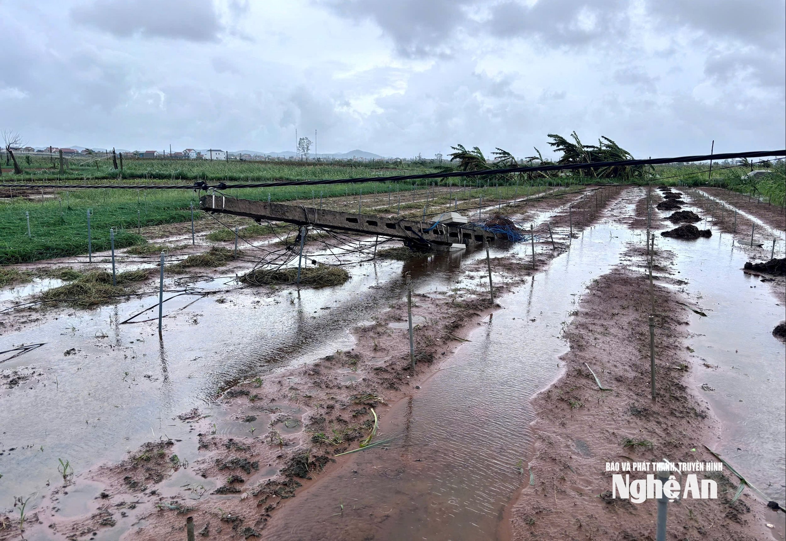 ពណ៌ ៤