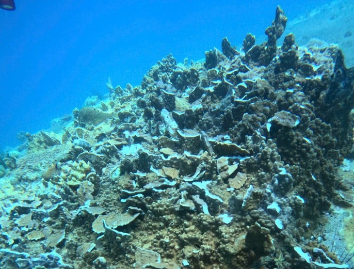 Pesce morto - Foto 1.