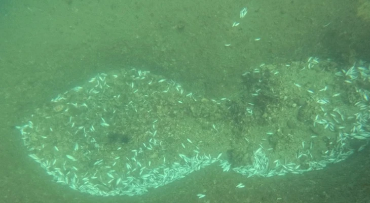 Pesce morto - Foto 2.
