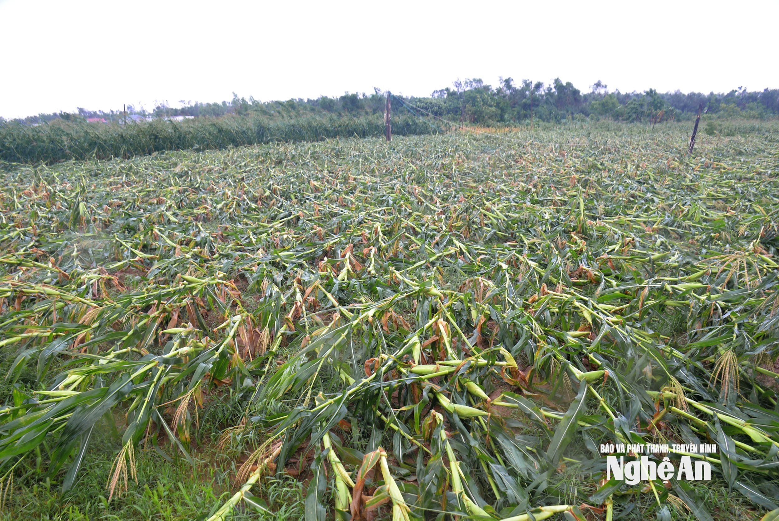 ពណ៌ផ្កា ១២