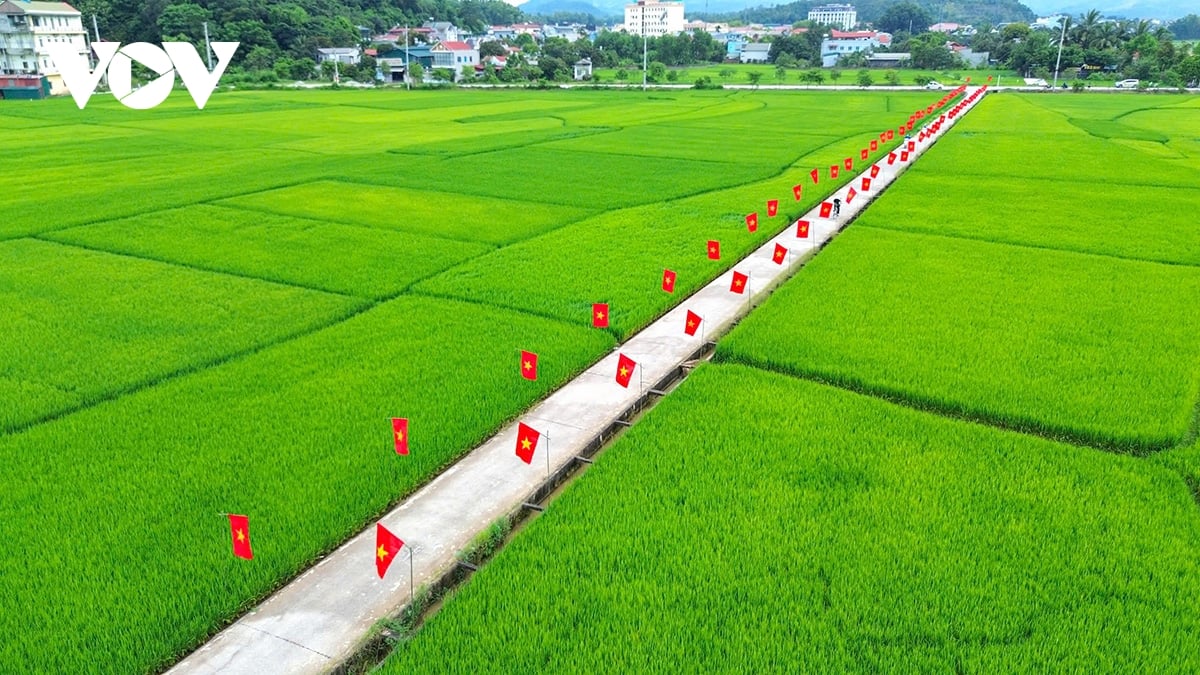 Điện Biên: Rực rỡ “con đường cờ Tổ quốc” giữa cánh đồng Mường Thanh chào mừng Quốc khánh 2/9 - Ảnh 1.