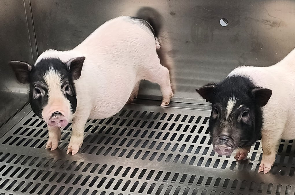 First pig lung transplant to human - 2