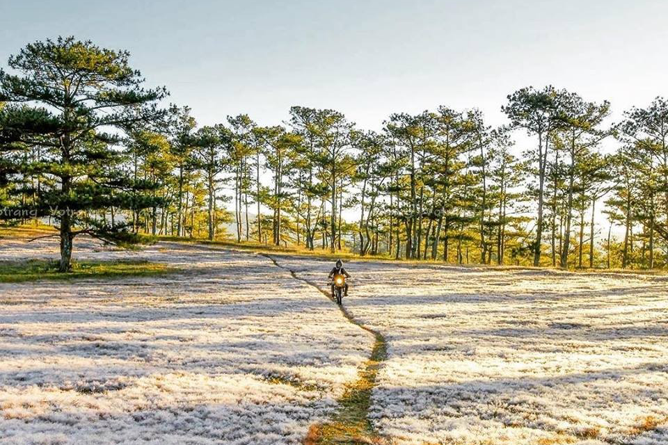 Dalat Pink Grass Hill - រដូវដ៏ស្រស់ស្អាតគួរឱ្យភ្ញាក់ផ្អើលដែលលេចឡើងតែពីរបីសប្តាហ៍ប៉ុណ្ណោះ។