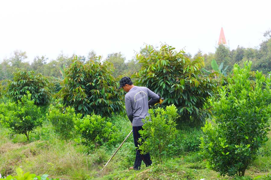 Sử dụng phân bón trong mùa mưa