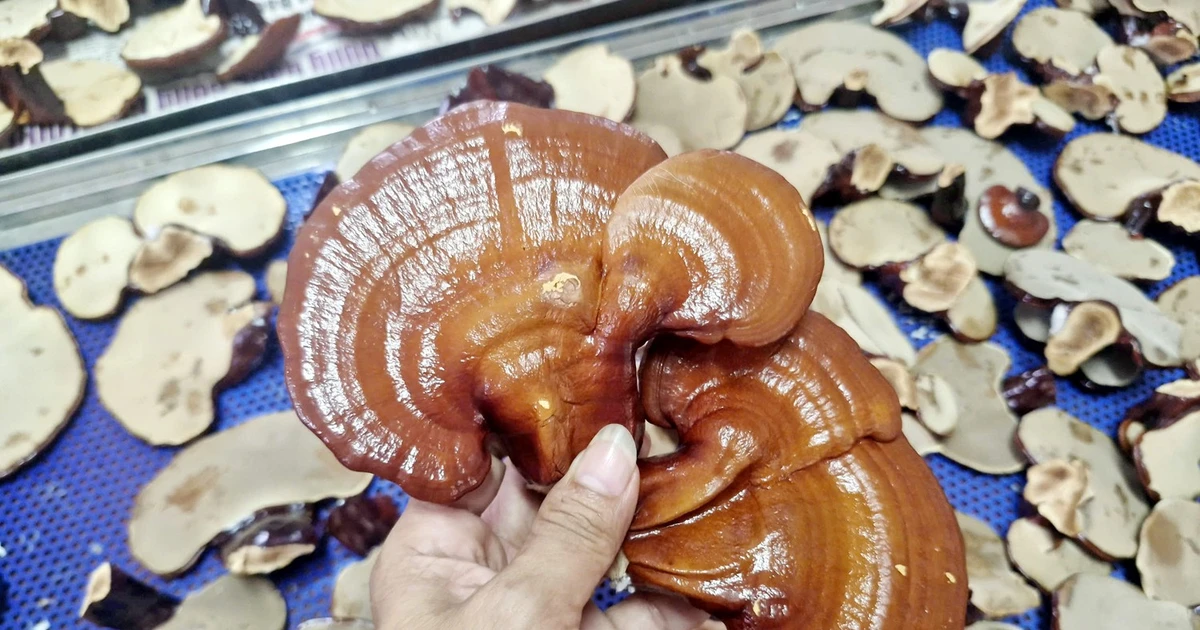 GA2 Ganoderma-Pilzzuchtmodell des Hoang Lien Nationalparks