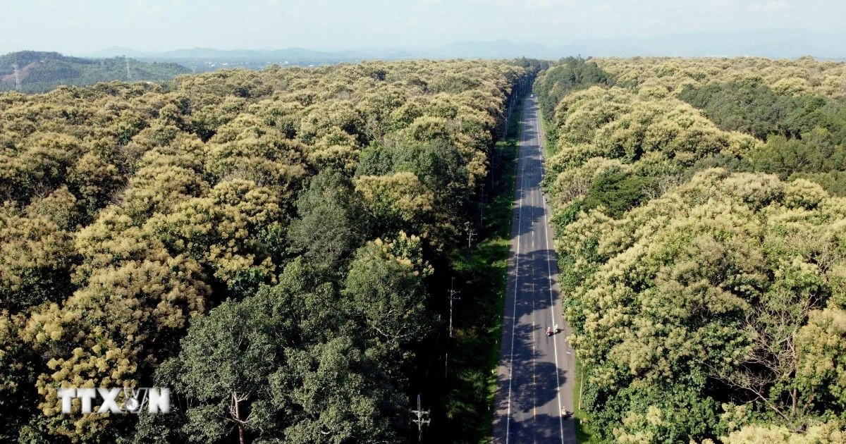 Dong Nai : Découvrez la forêt de Bang Sung pendant la saison de floraison