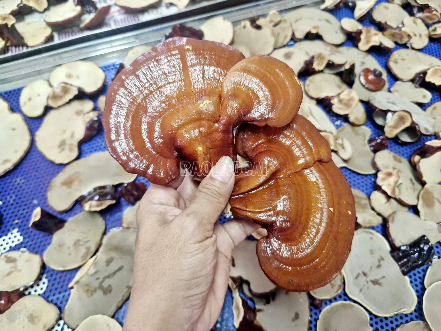 baolaocai-c_8.jpg