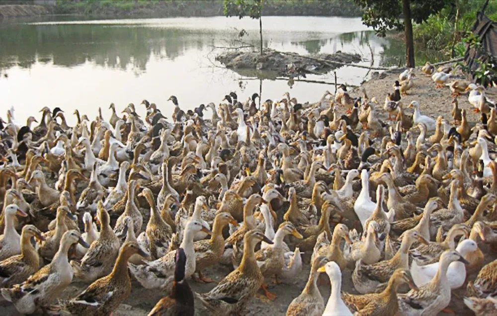 vịt.jpg