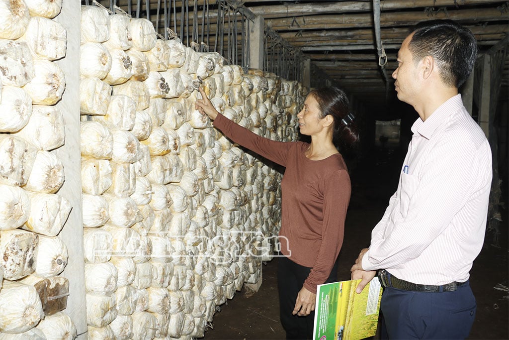 ពីដើមទុនឥណទានតាមរយៈសមាគមនារីឃុំ Long Hung លោកស្រី Nguyen Thi Dung បានបណ្តាក់ទុនលើការដាំដុះផ្សិត ដោយទទួលបានចំណូលរាប់រយលានដុងក្នុងមួយឆ្នាំ។