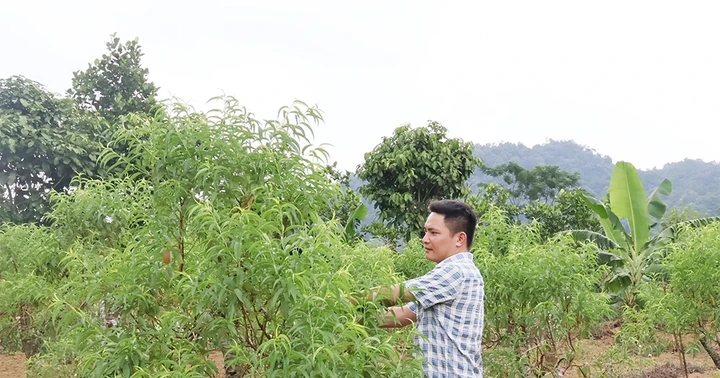 ការផ្លាស់ប្តូរនៅក្នុង Kim Bac