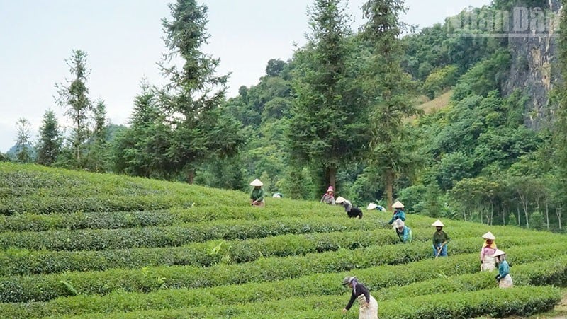 Khu vực miền núi phía bắc là vùng có diện tích nông lâm kết hợp lớn nhất cả nước.