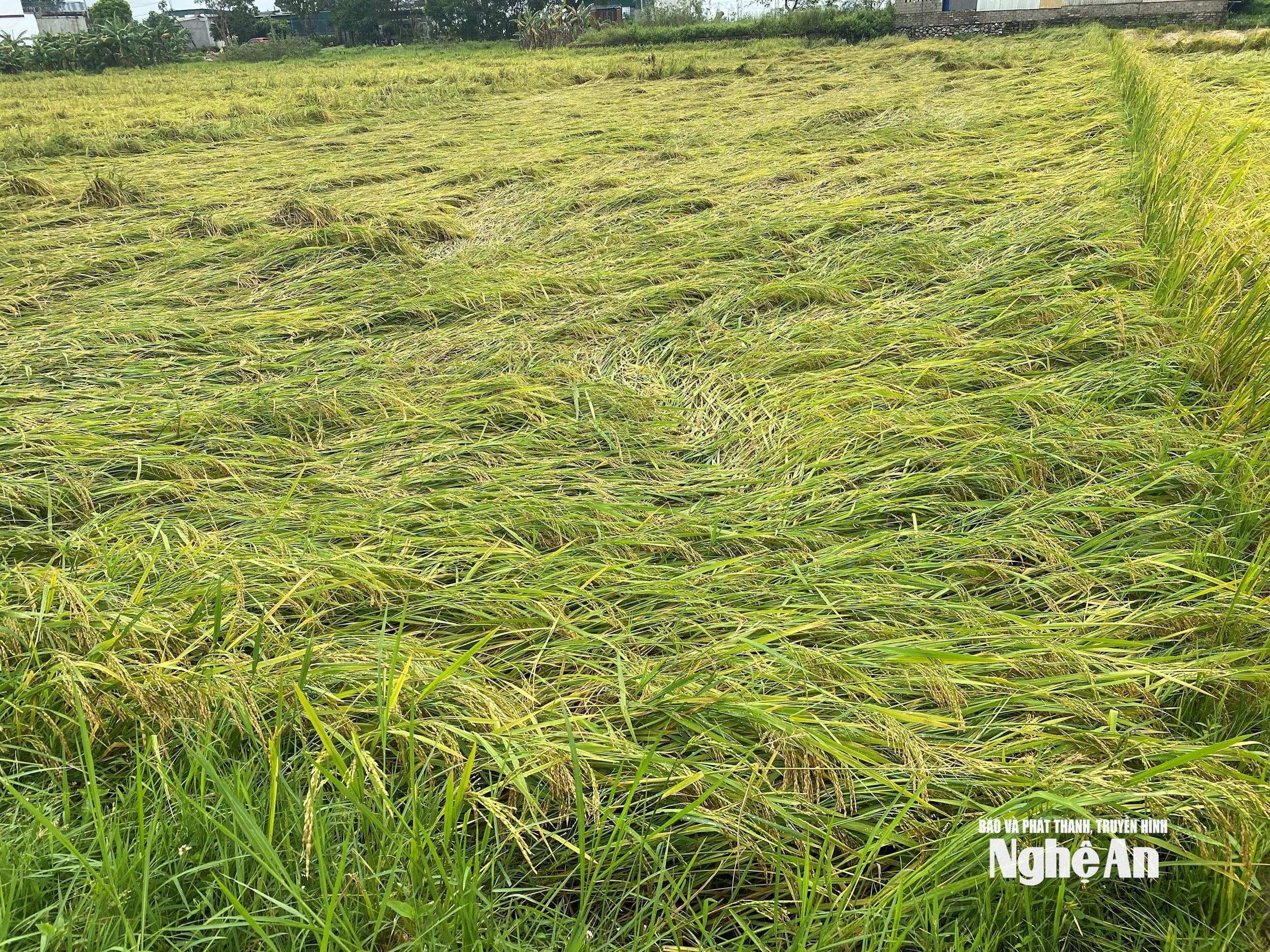 វ៉ាល់ m357
