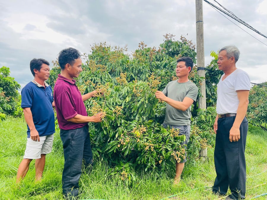 cac-thanh-vien-hop-tac-xa-nong-nghiep-va-dich-vu-hai-dang-chia-se-kinh-nghiem-trong-trong-va-cham-soc-cay-an-trai-anh-vu-chi.jpg