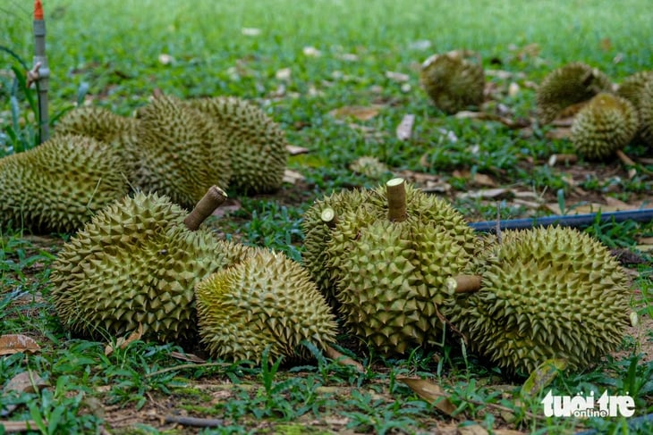 Sầu riêng Lâm Đồng được giá, nhưng nông dân buồn - Ảnh 6.