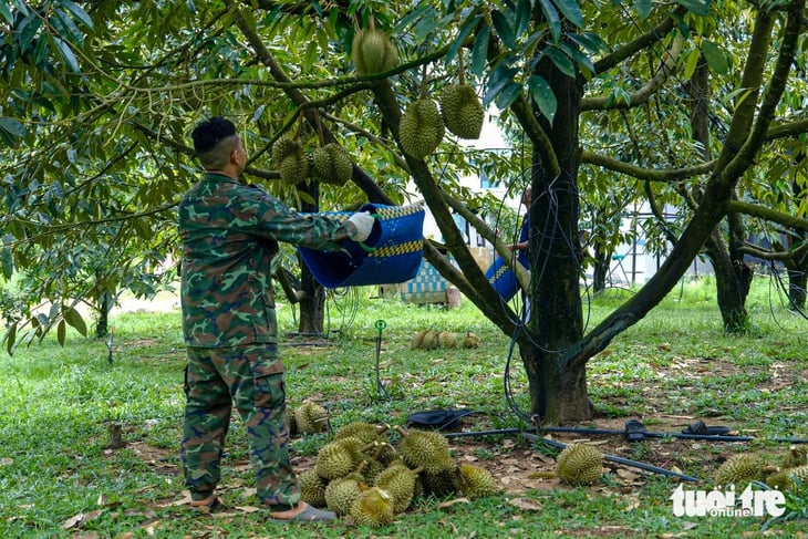 Sầu riêng Lâm Đồng được giá, nhưng nông dân buồn - Ảnh 5.