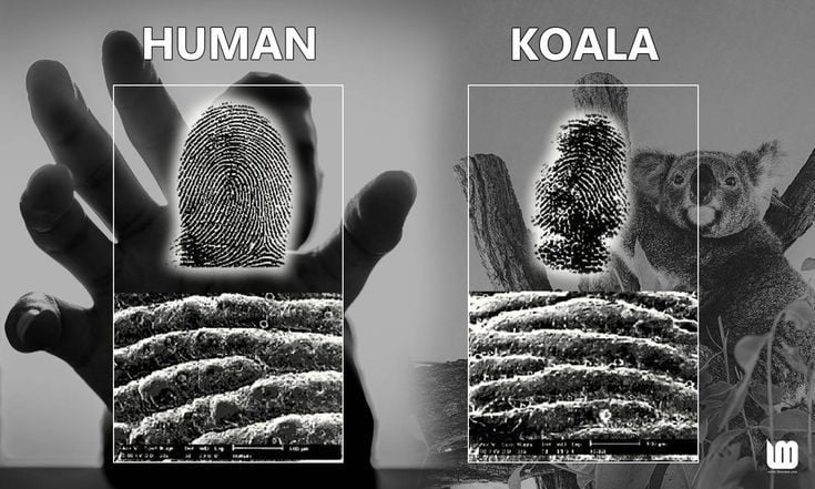 4. Có dấu vân tay giống hệt con người. Dấu vân tay của koala gần như không thể phân biệt với dấu vân tay của con người dưới kính hiển vi. Ảnh: Pinterest.