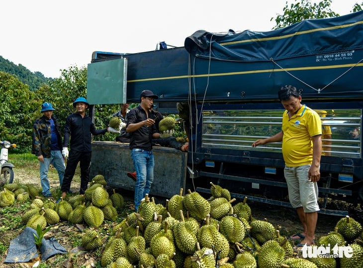 Sầu riêng Lâm Đồng được giá, nhưng nông dân buồn - Ảnh 3.