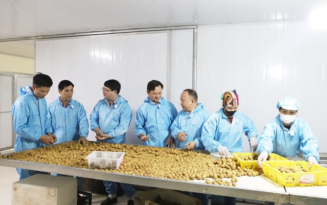 Đoàn công tác thăm dây chuyền sơ chế đóng gói quả nhãn tươi xuất khẩu thị trường Úc tại HTX Nông nghiệp Thanh Hải