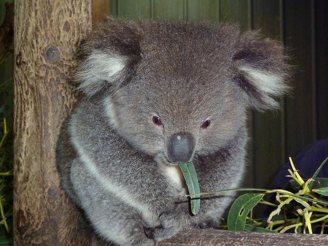 2. Chỉ ăn lá bạch đàn. Koala sống nhờ chế độ ăn gần như hoàn toàn từ lá bạch đàn, vốn rất độc với hầu hết loài động vật khác. Ảnh: Pinterest.