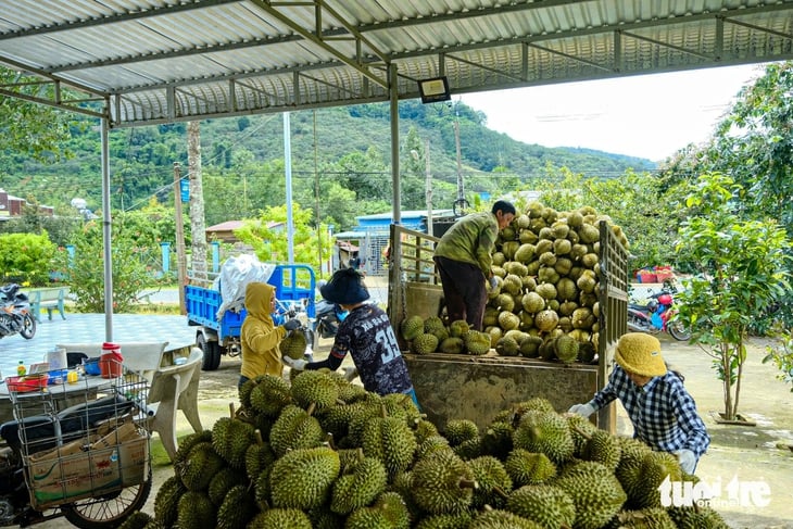 Sầu riêng Lâm Đồng được giá, nhưng nông dân buồn - Ảnh 2.