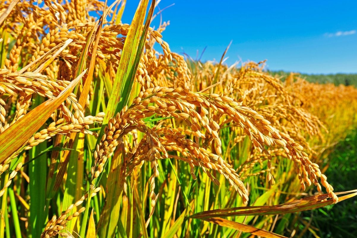 Precio del arroz hoy 27 de agosto: Mercado estancado, el arroz crudo sigue bajando