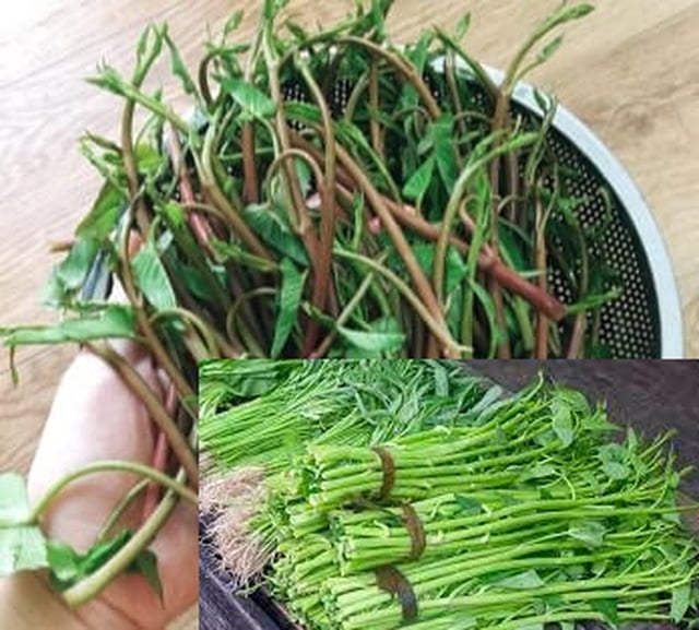 Loại rau muống quý trời ban chỉ trời mưa mới có và cách chế biến ngon đặc sản của người Hà Nội - Ảnh 2.