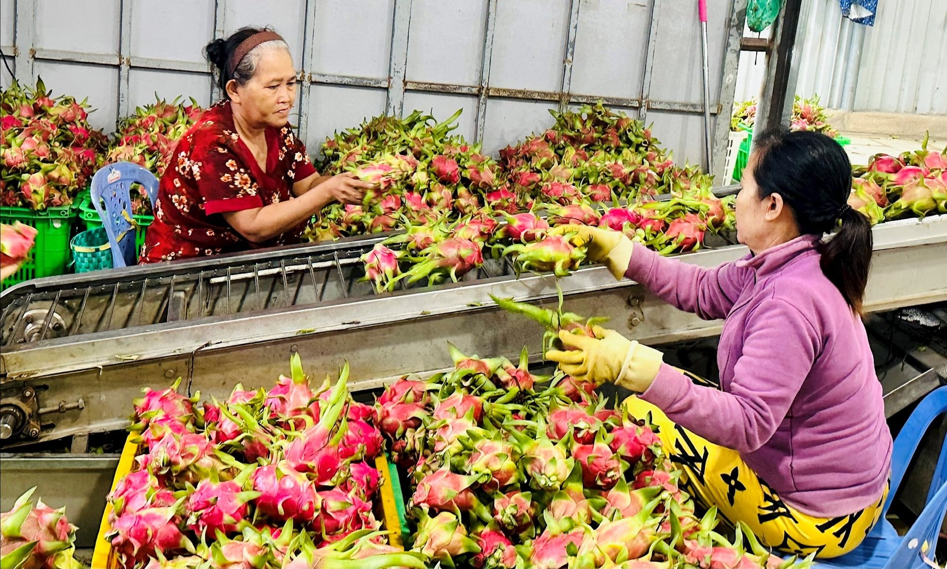 Sơ chế thanh long xuất khẩu 
