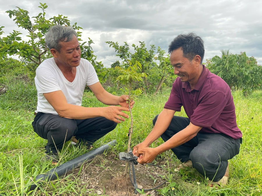 anh-ta-van-vien-bia-phai-thon-kim-nang-cung-ong-dinh-van-manh-phan-khoi-vi-dien-tich-nhan-moi-xuong-giong-duoc-2-thang-phat-trien-tot-anh-vu-chi.jpg