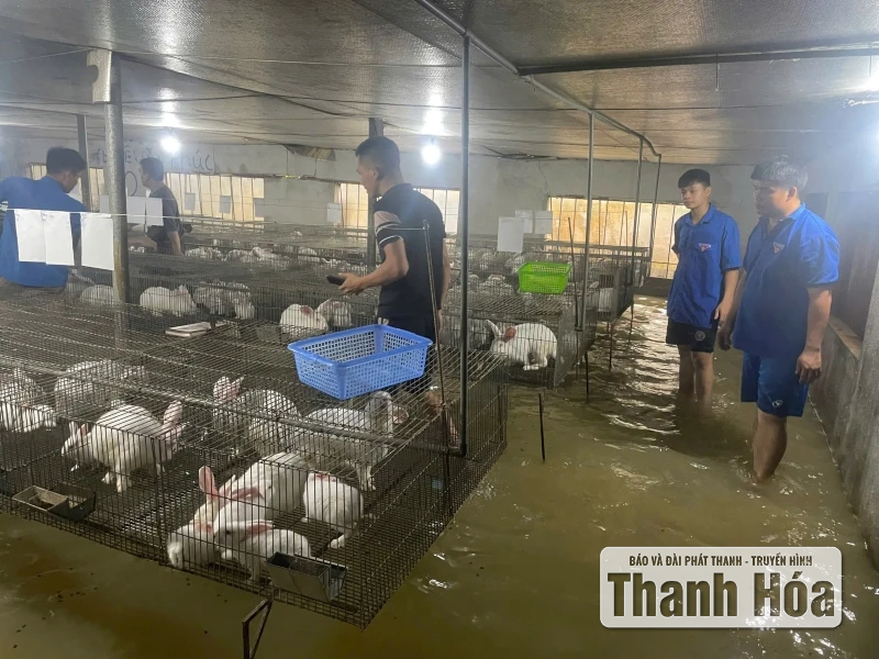 タインホア省の若者が嵐の影響を乗り越えるために協力