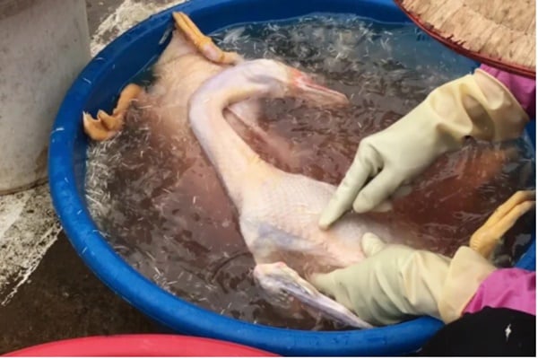 Chỉ cần dùng thứ này thả vào chậu nước, đảm bảo bạn có thể làm sạch lông măng vịt rất nhanh, vịt hết sạch mùi hôi- Ảnh 4.