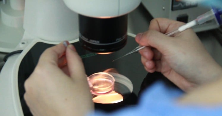 ivf2.png