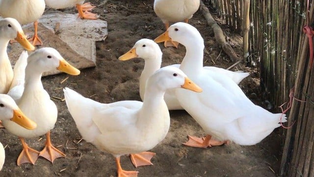 Chỉ cần dùng thứ này thả vào chậu nước, đảm bảo bạn có thể làm sạch lông măng vịt rất nhanh, vịt hết sạch mùi hôi- Ảnh 1.