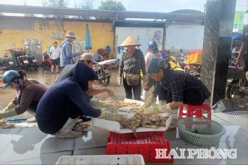 អ្នកនេសាទ Hai Phong ផ្គត់ផ្គង់គ្រឿងសមុទ្រដល់ឈ្មួញ