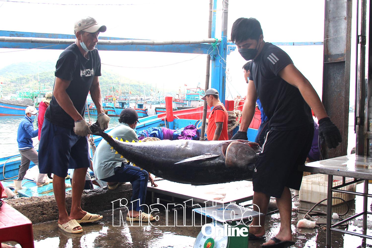Fischer aus Khanh Hoa legen im Hafen von Hon Ro an, um Meeresfrüchte zum Verkauf zu bringen.