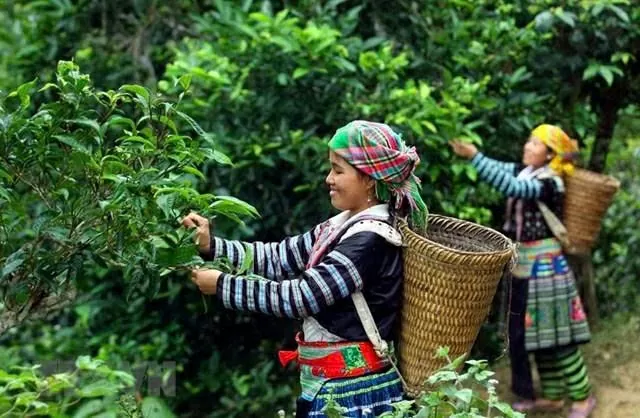 Mang hồn cốt núi rừng Tây Bắc vào giấc mơ trà Việt đi khắp thế giới