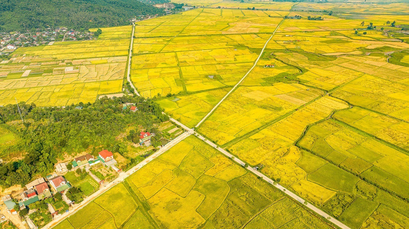 Những cánh đồng vàng ruộm đã đưa Việt Nam từ đất nước đói nghèo đến cường quốc xuất khẩu gạo.