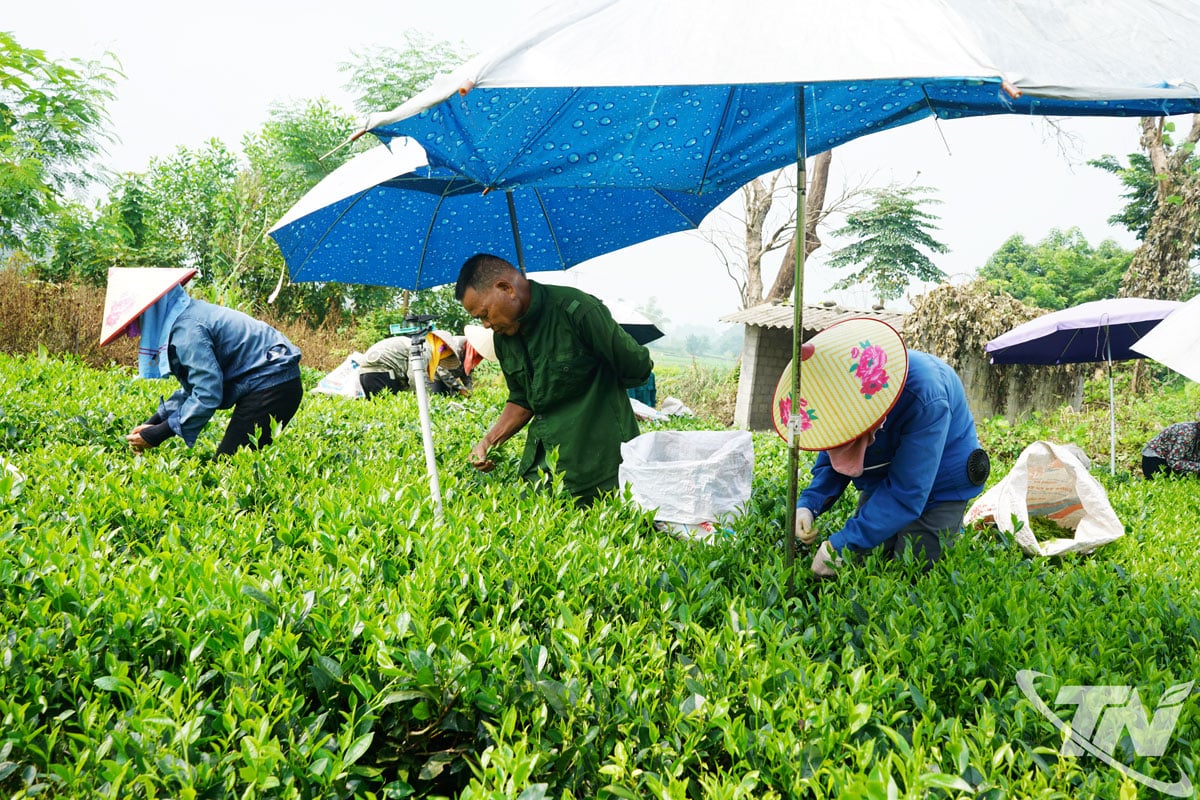 El té es uno de los principales cultivos de la comuna de Phu Thinh. En la foto: Habitantes de la aldea de Dong Ngo cosechan té.