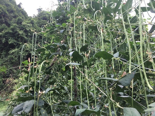 Mang bằng đại học về quê trồng rau hữu cơ giúp bà con thoát nghèo- Ảnh 5.