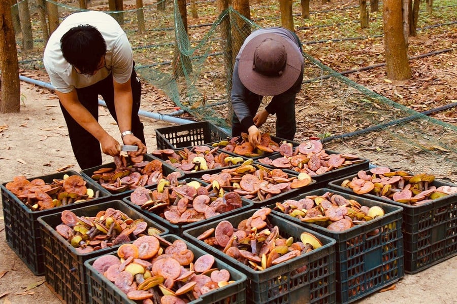 thu-hoach-nam-linh-chi-do-tai-cong-ty-tnhh-minh-khang-gia-lai-anh-nguyen-diep.jpg