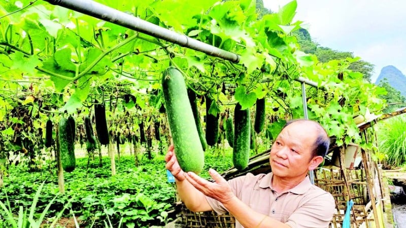 សួនល្ពៅរបស់លោក Phung Van Chi នៅភូមិ Quoc Tuan ឃុំ Quang Uyen ខេត្ត Cao Bang មានប្រសិទ្ធភាពសេដ្ឋកិច្ចខ្ពស់។