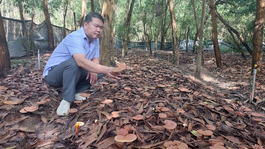 giam-doc-cong-ty-tnhh-minh-khang-gia-lai-gioi-thieu-vuon-nam-linh-chi-do-anh-nguyen-diep.jpg