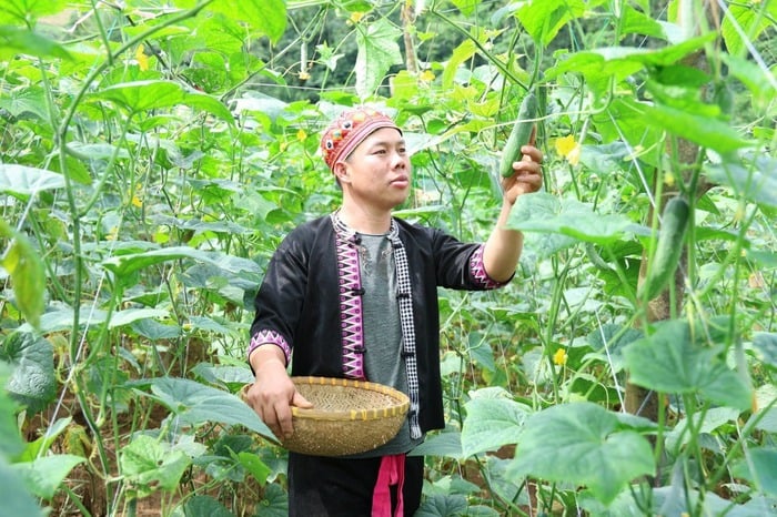 Mang bằng đại học về quê trồng rau hữu cơ giúp bà con thoát nghèo- Ảnh 1.