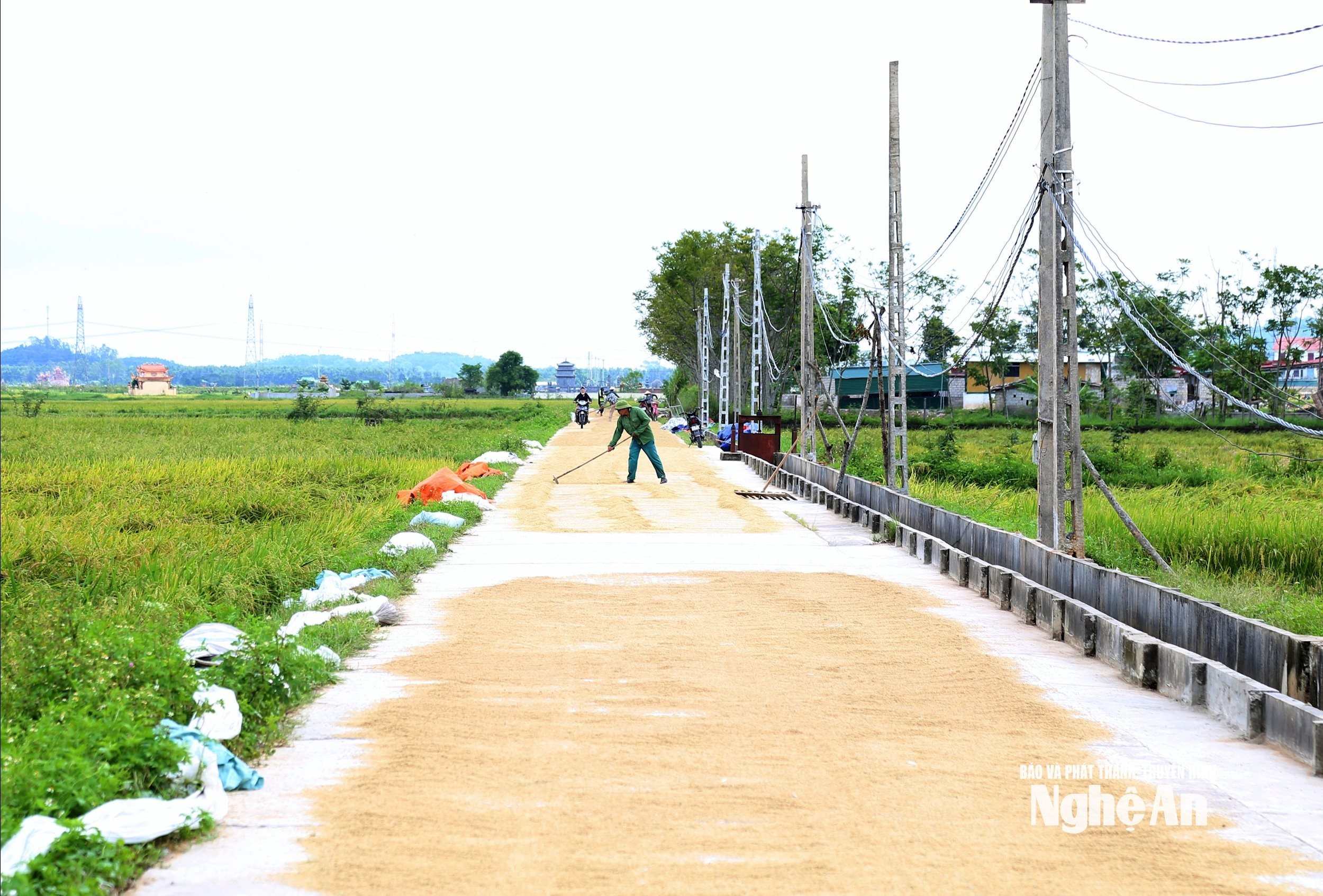 thu hoạch 5 (1)