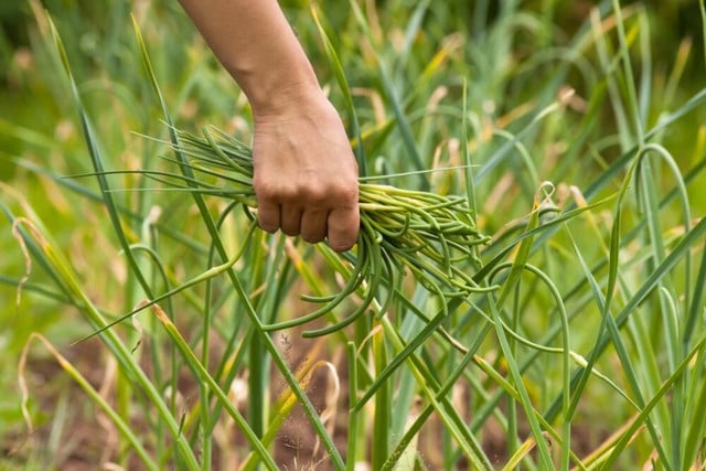 Đầu bếp bày cách làm món ăn ngon nhất từ ngồng tỏi giúp khỏe mạnh để đi chơi sớm khuya mừng Đại lễ, ấm áp cả tháng 7 âm- Ảnh 4.