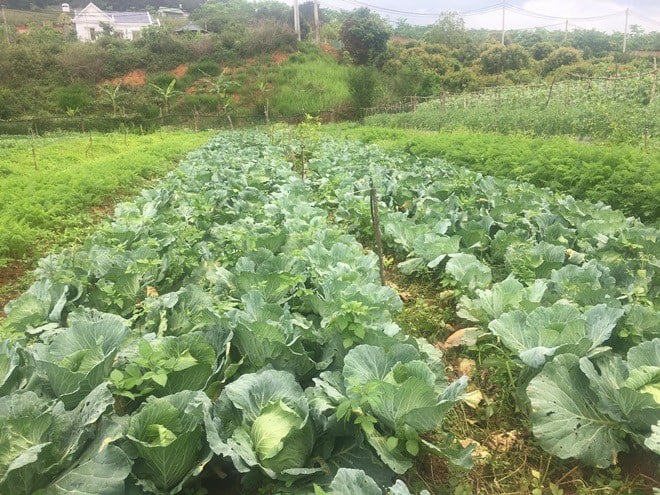 Mang bằng đại học về quê trồng rau hữu cơ giúp bà con thoát nghèo- Ảnh 2.