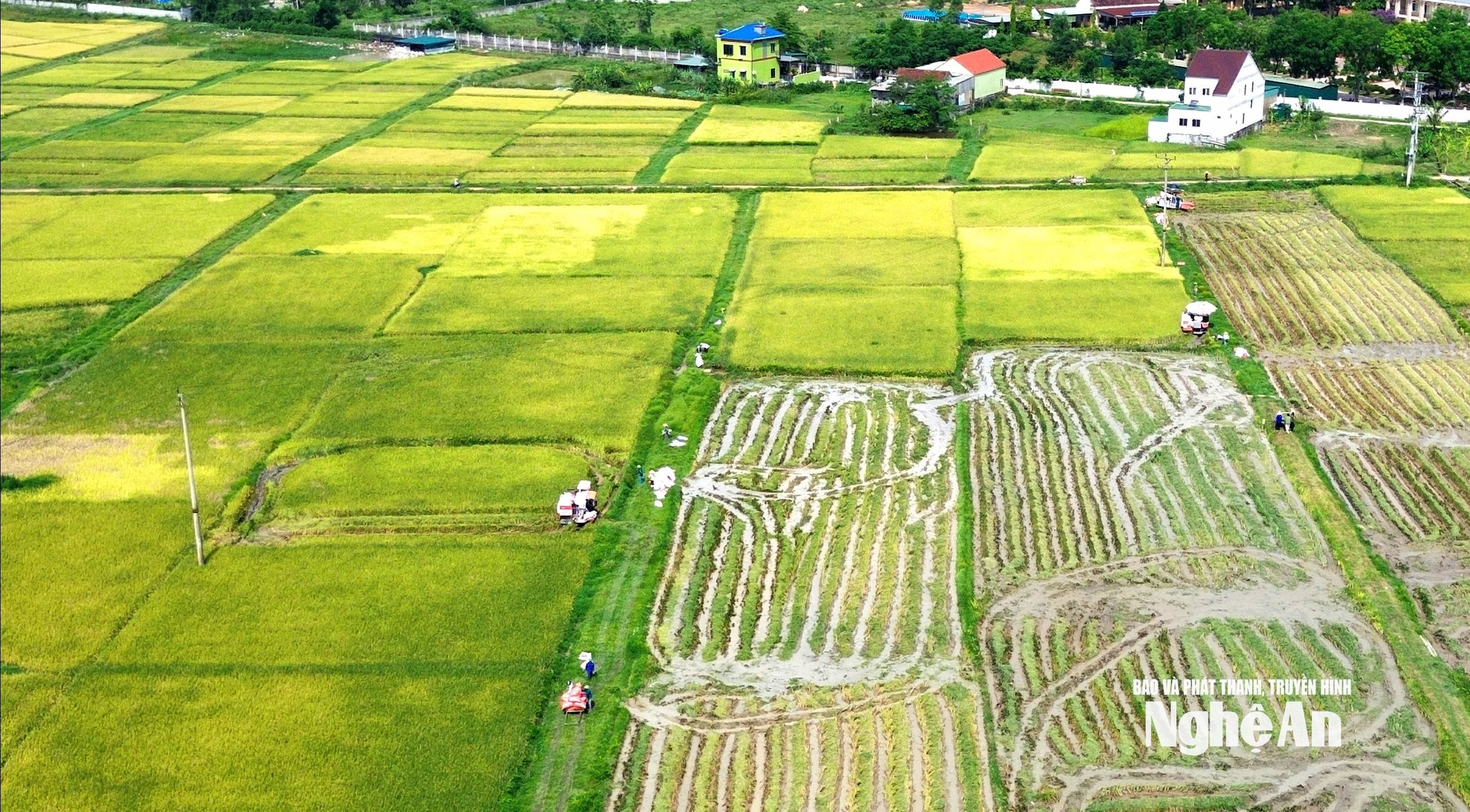 thu hoạch 8