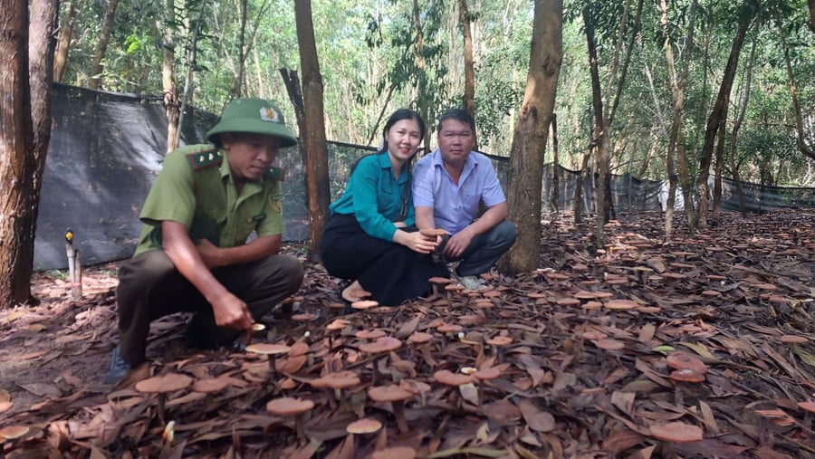 nam-linh-chi-do-dang-chan-bi-thu-hoach-anh-nguyen-diep.jpg