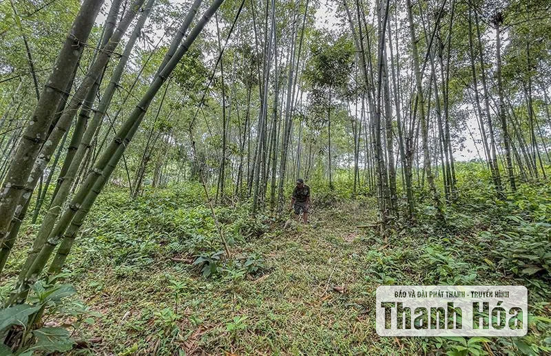 Phu Le លើកកំពស់តម្លៃសេដ្ឋកិច្ចនៃព្រៃឬស្សី